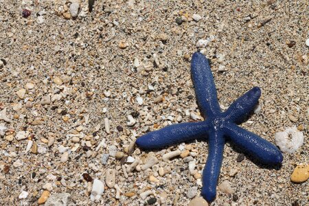 Sea ocean starfish photo