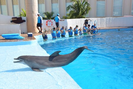 Delphinarium therapy fun