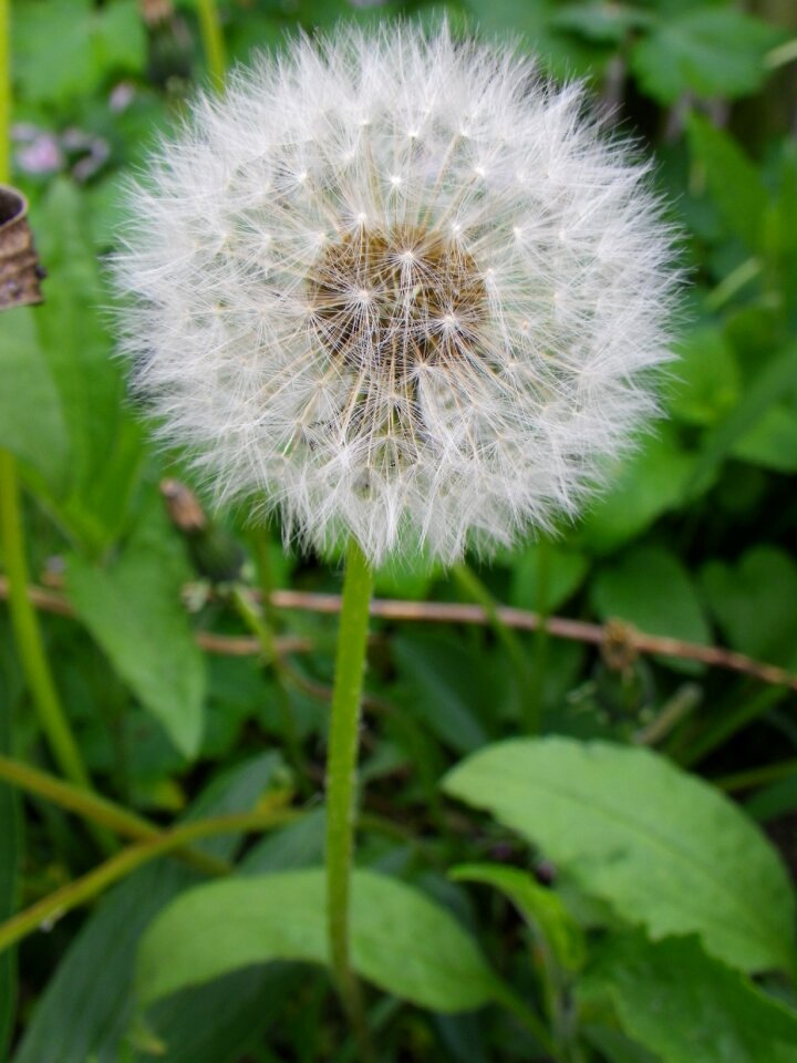 Dandelion pointed flower Free photos