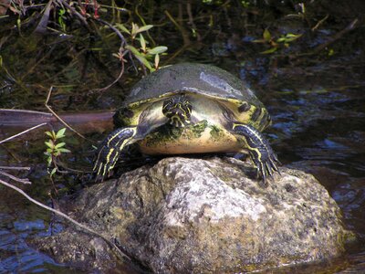 Natural wild creature