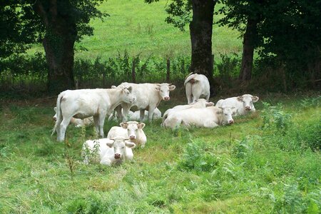 Field herd cattle