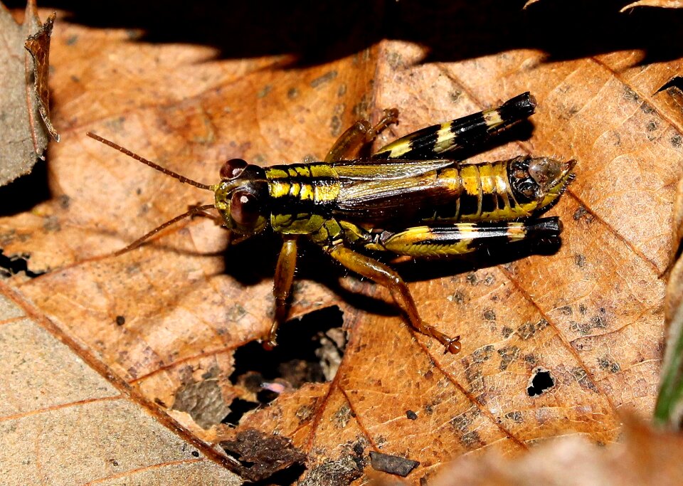 Grasshopper insect small