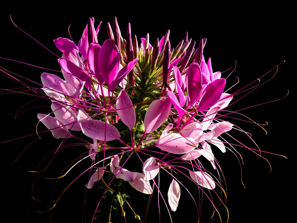 Bloom pink cleome spinosa