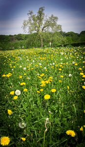 Dandelions yellow green