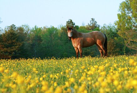 Farm ranch outdoors