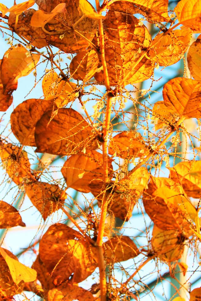 Leaves autumn edited