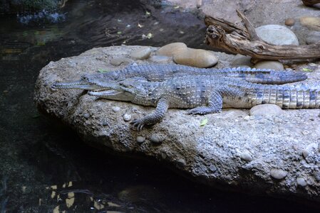 Dangerous zoo reptile