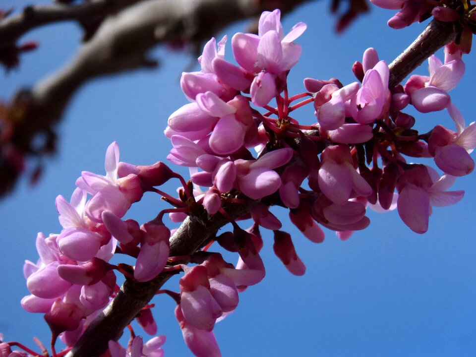 Judas-tree love tree cercis