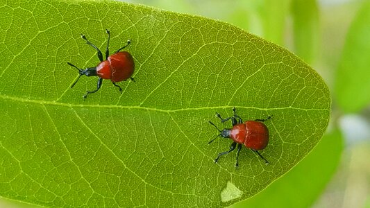 Leaf-rolling weevils insects leaf photo