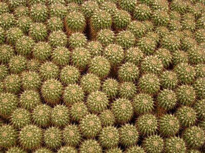 Flora nature horticulture