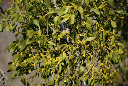 Mistletoe plant Free photos