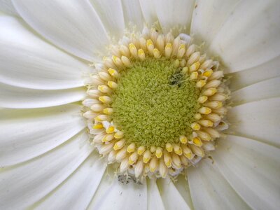 Macro white spring flower