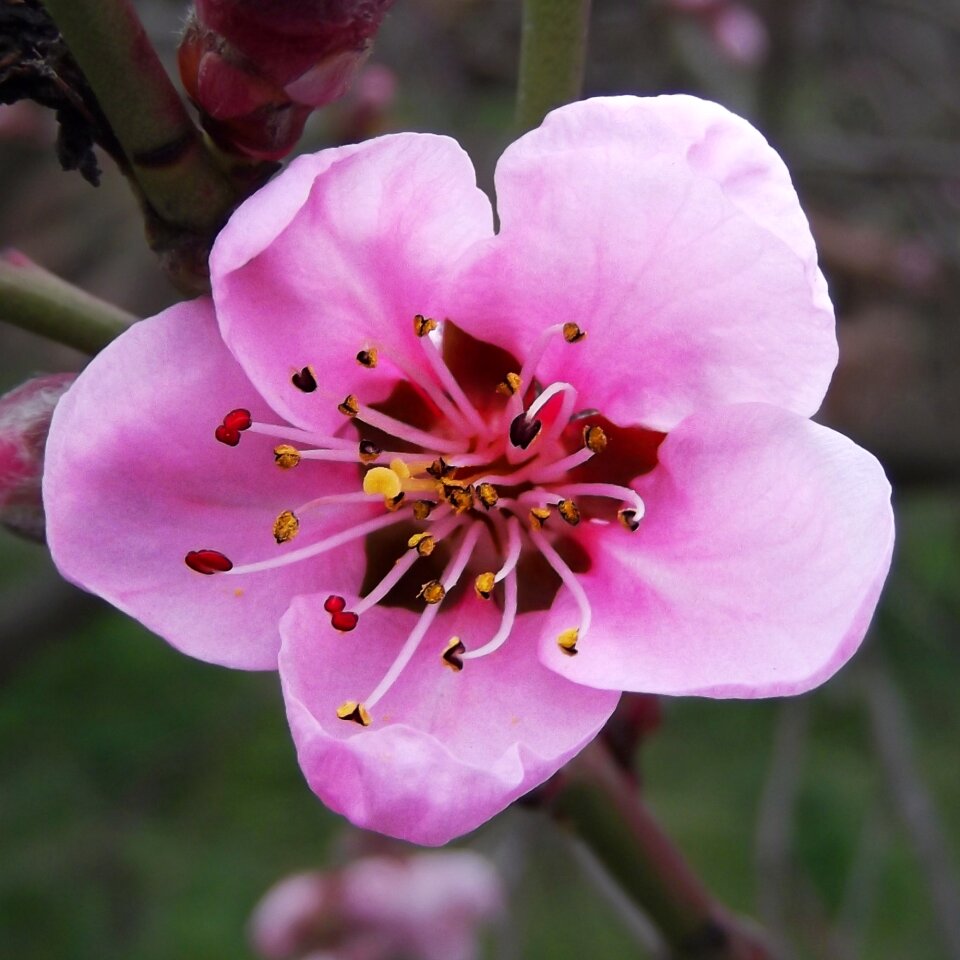 Light 2016 spring flower