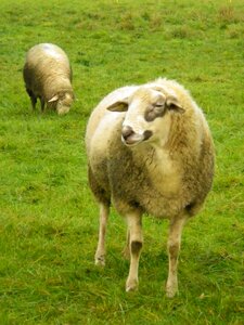 Sheep meadow pasture