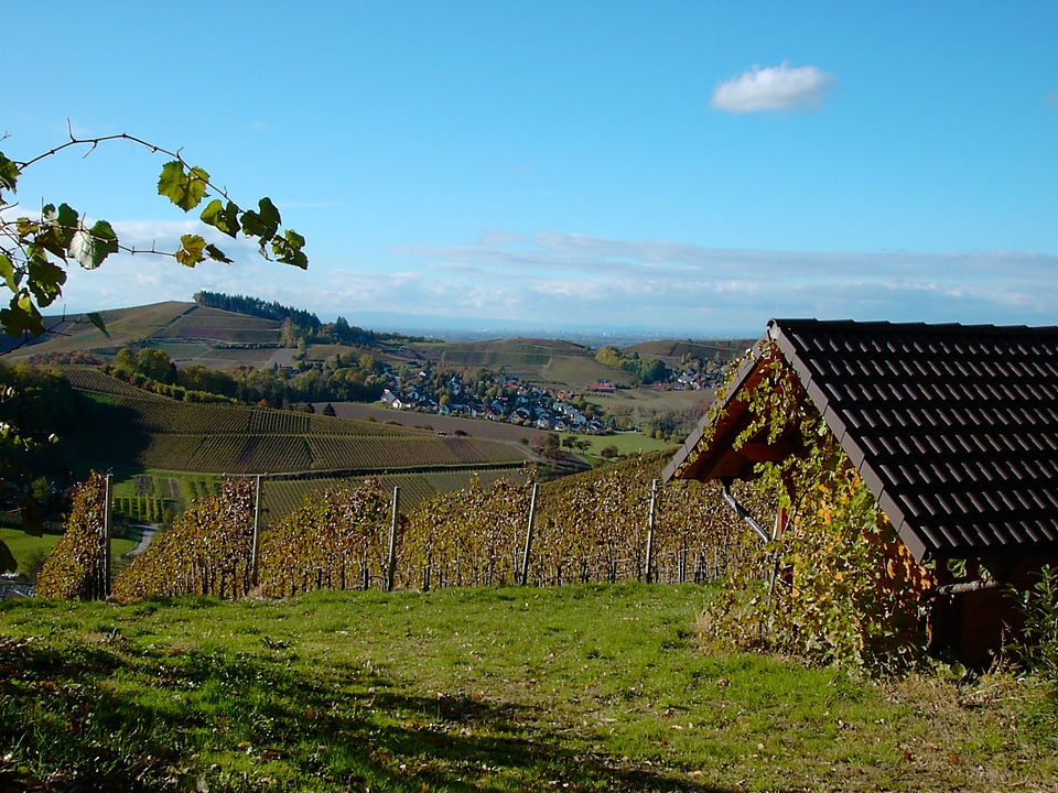 Bottenau vineyard ortenau