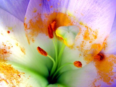 Macro pollen pistil