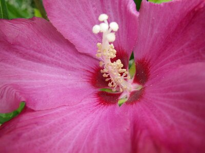 Flower close up pink