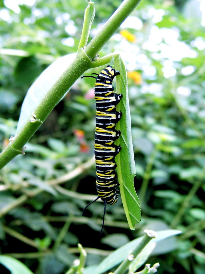 Caterpillar close up green