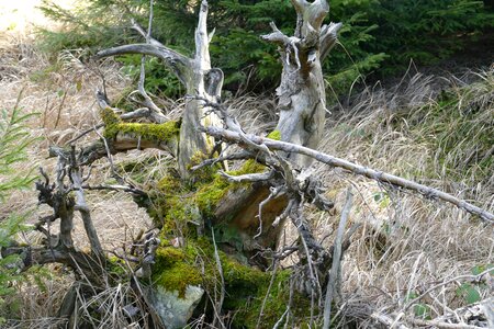 Forest tree stump moss