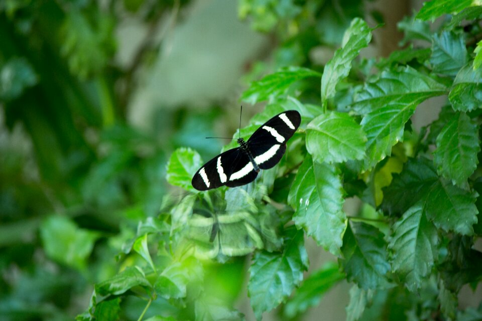 Wings black garden