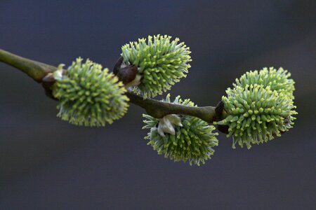 Spring tree green