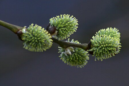 Spring tree green photo