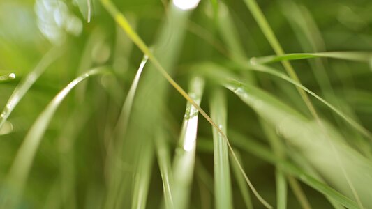 Green vegetation green grass
