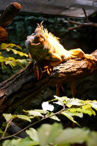 Zoo gad the lizard