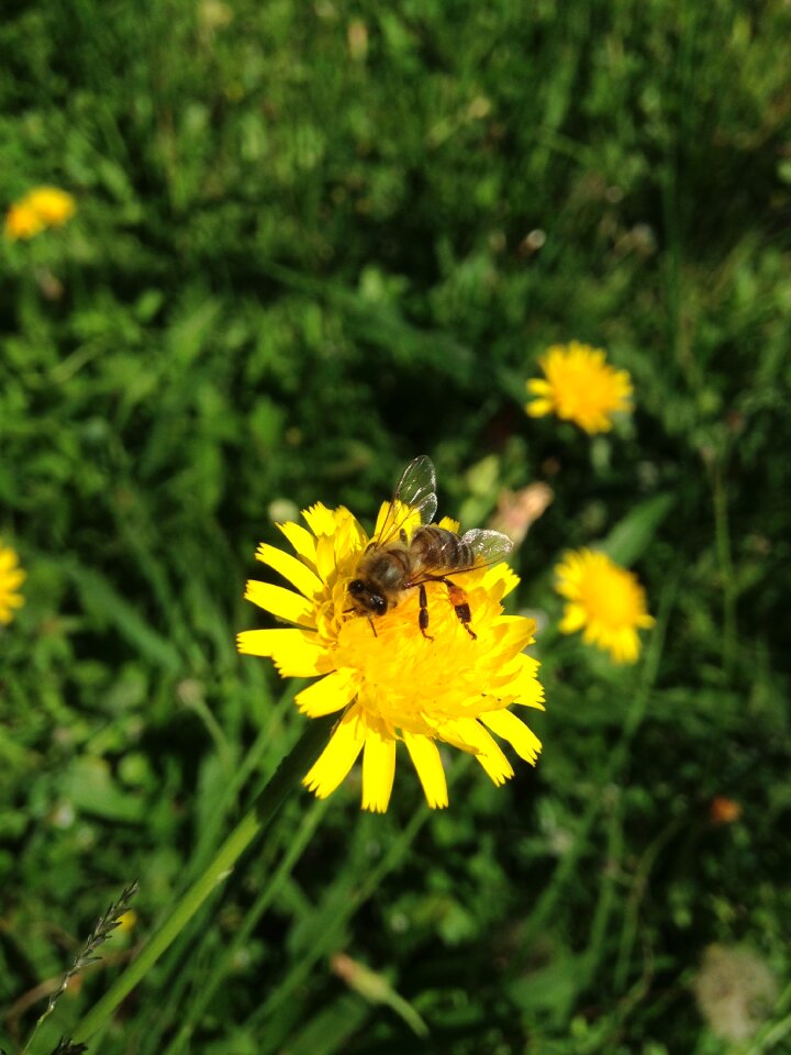 Insect nature garden
