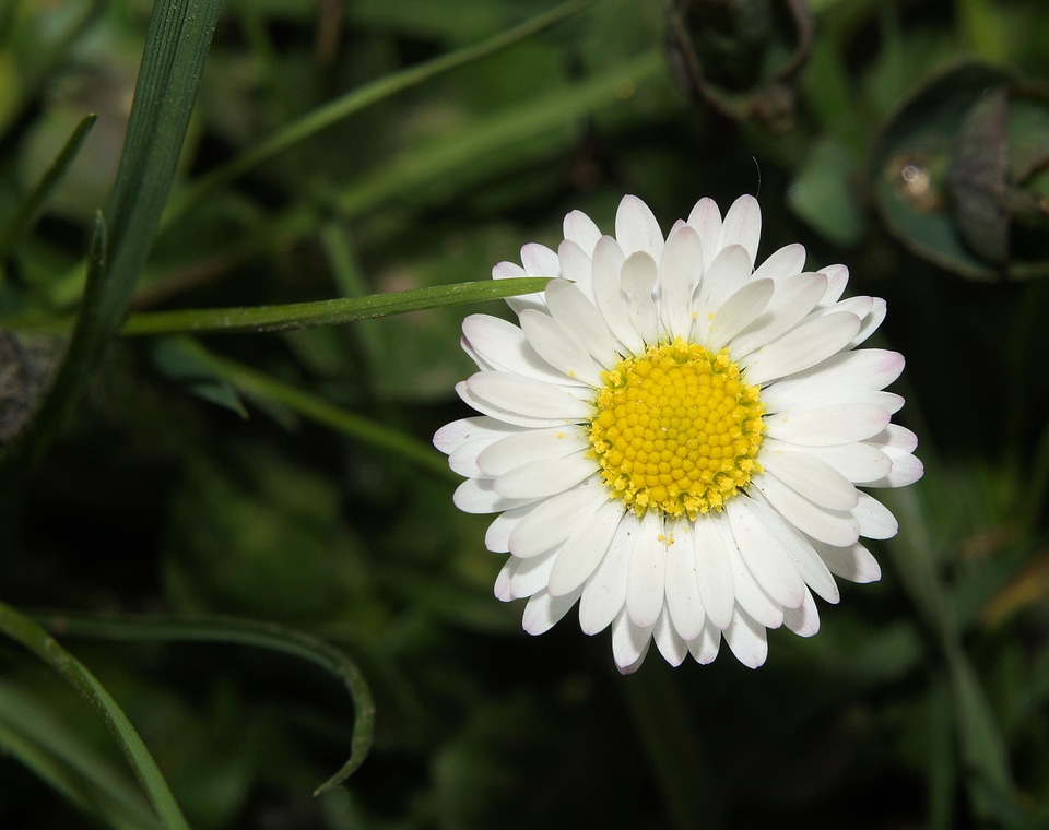 Composites harbinger of spring close up