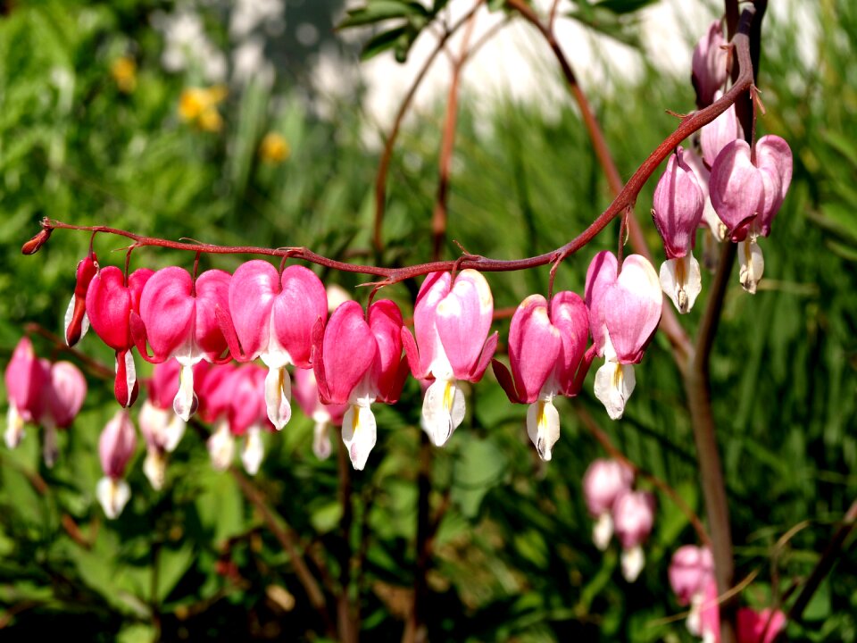 Bleeding heart lamprocapnos spectabilis flower