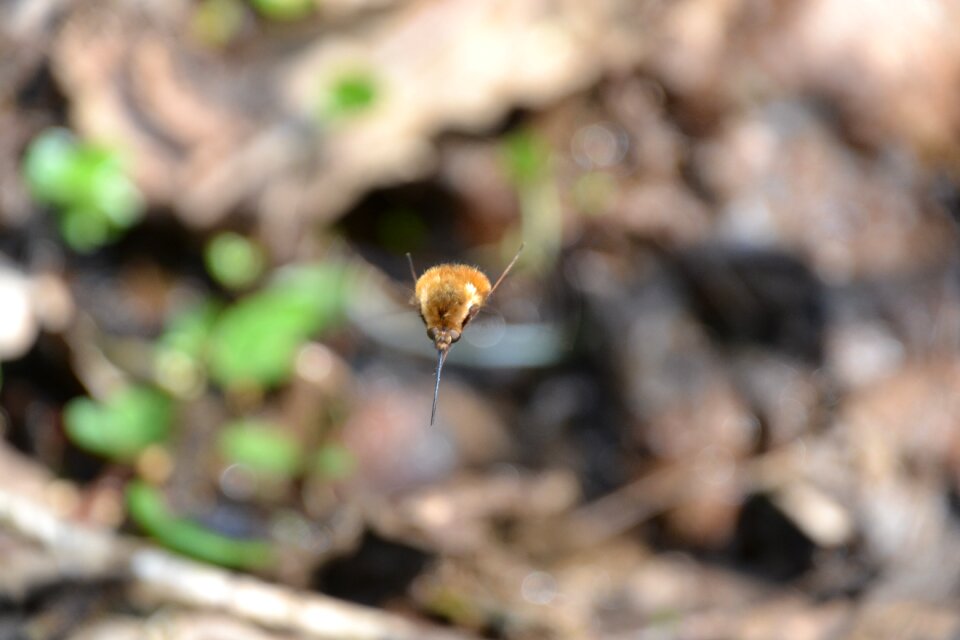 Bombyliidae hummelfliege flies