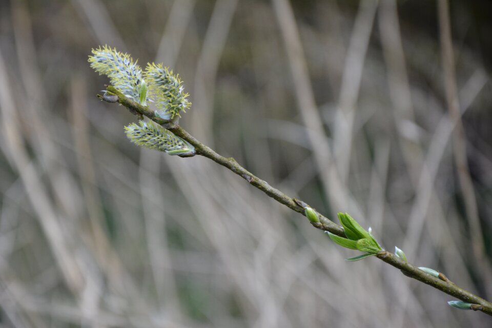 Branches flower kittens