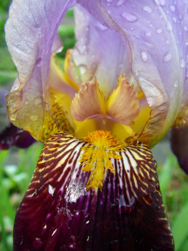 Flower violet macro