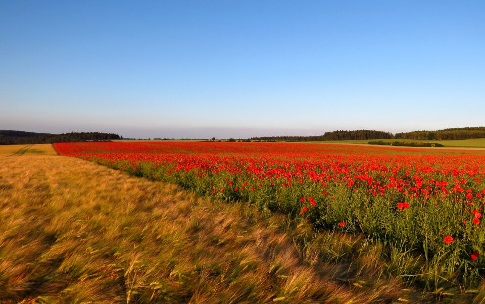 Landscape nature flowers