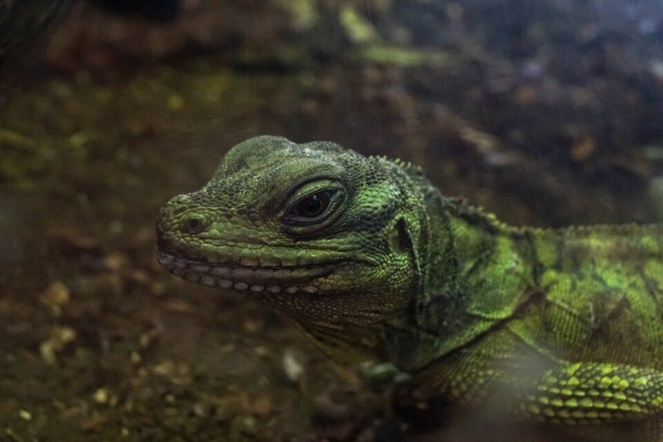 Wild wildlife iguana