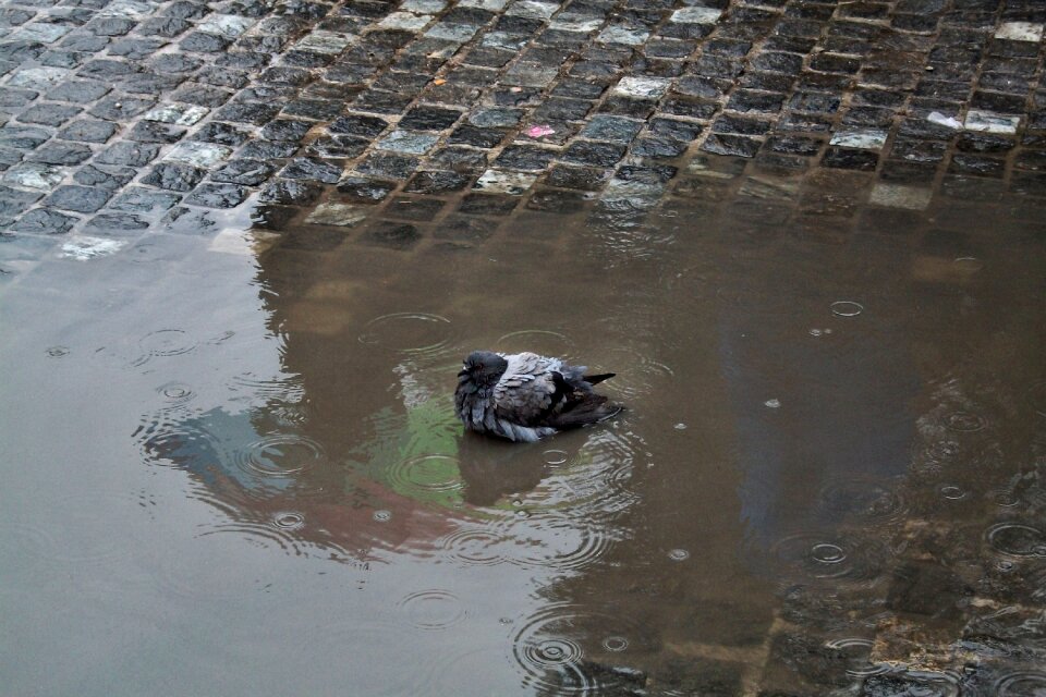 Rain swimming water