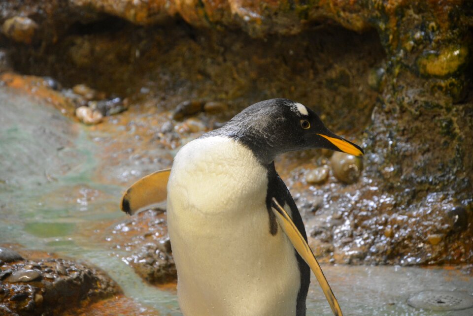 Animal world bird water bird