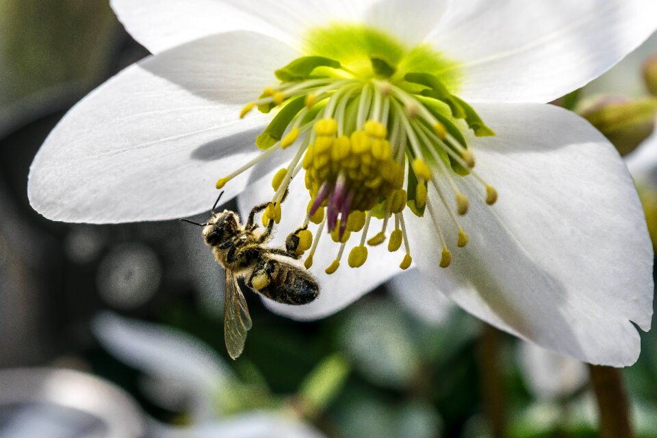 Flower honey pollination