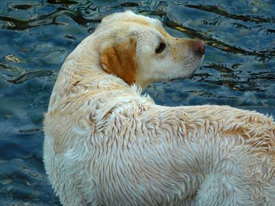 Lake trained dog muzzle