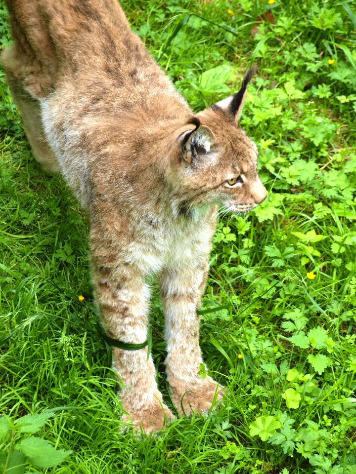 Big cat mammals eurasischer lynx