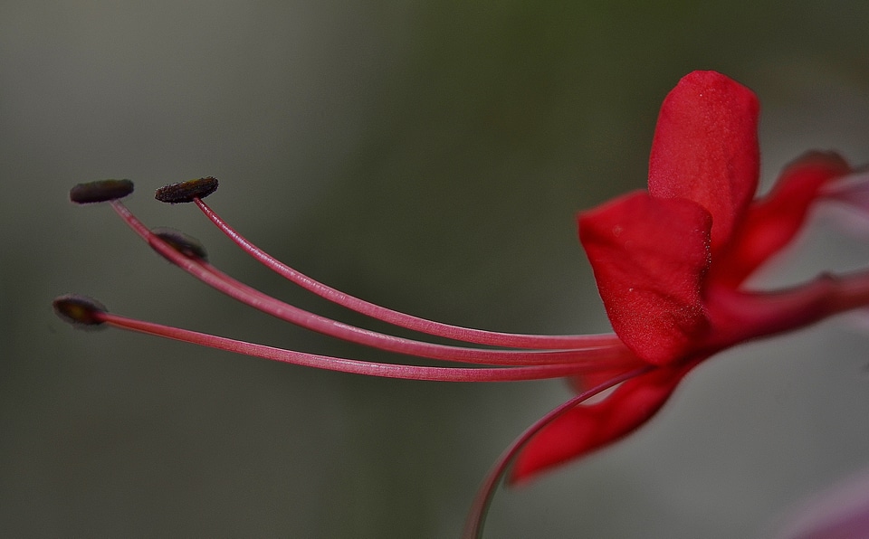 Ornamental flower flower red