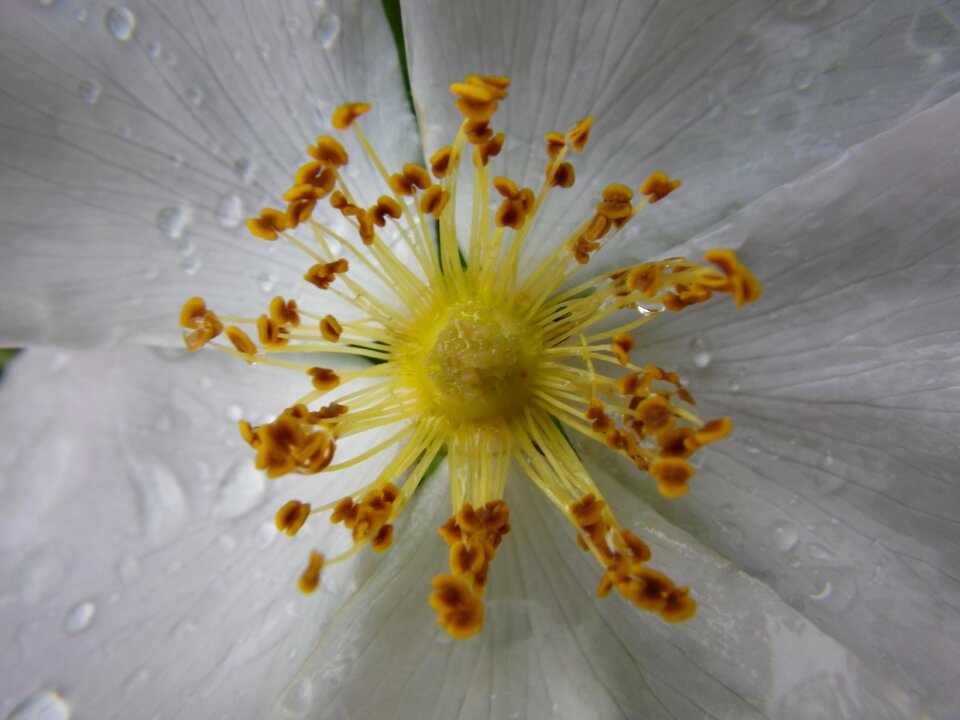 Flower macro white