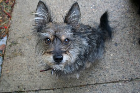 Animal puppy cute