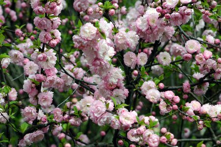 Wedding pinks round