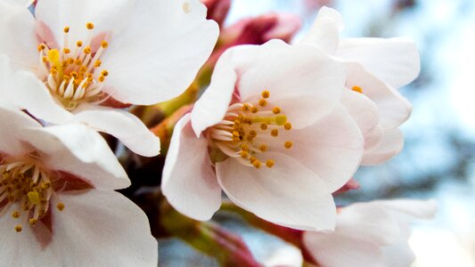 Spring flowers blue sky cherry tree