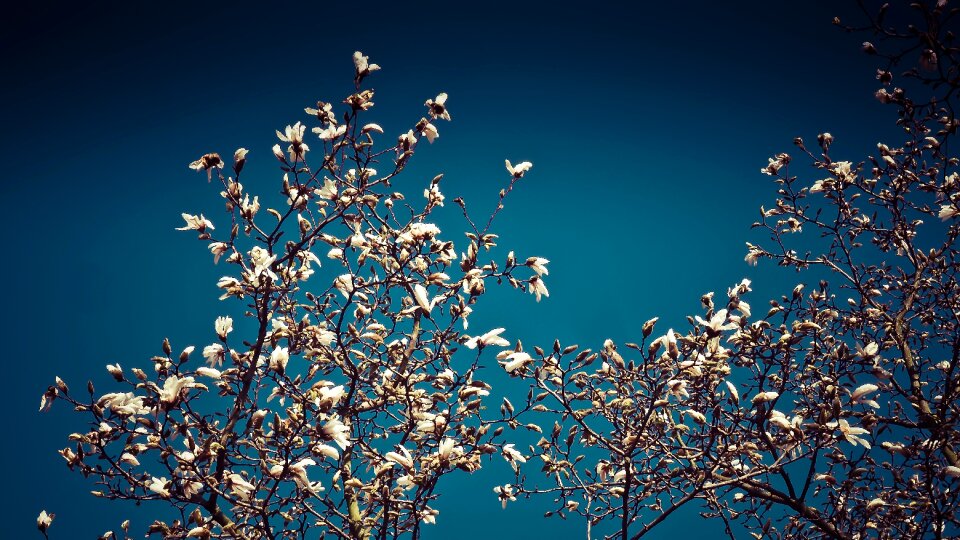 Star magnolia blossom bloom photo
