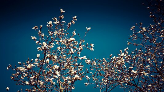 Star magnolia blossom bloom