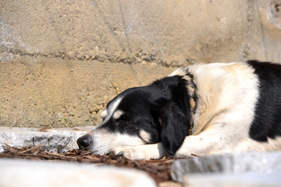 Animal black and white sleep