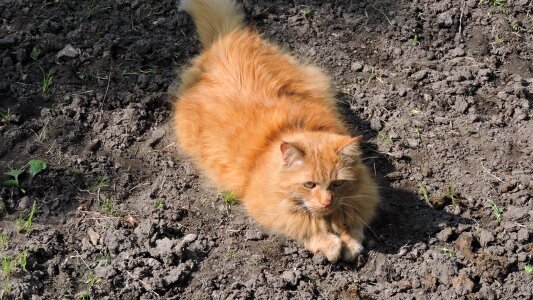 Cat play red cat